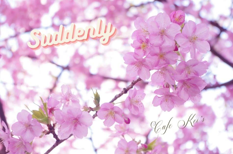 cherry-blossom-ck